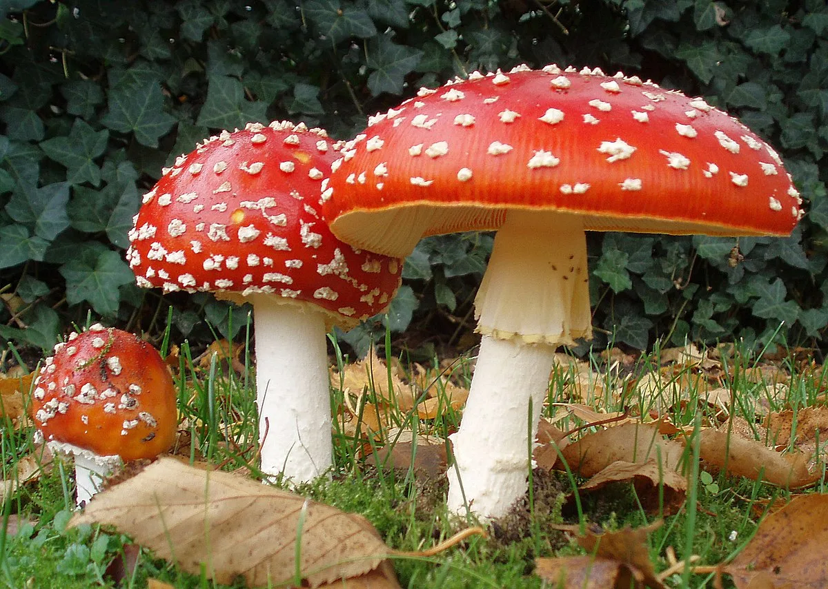 Amanita high risk merchant account