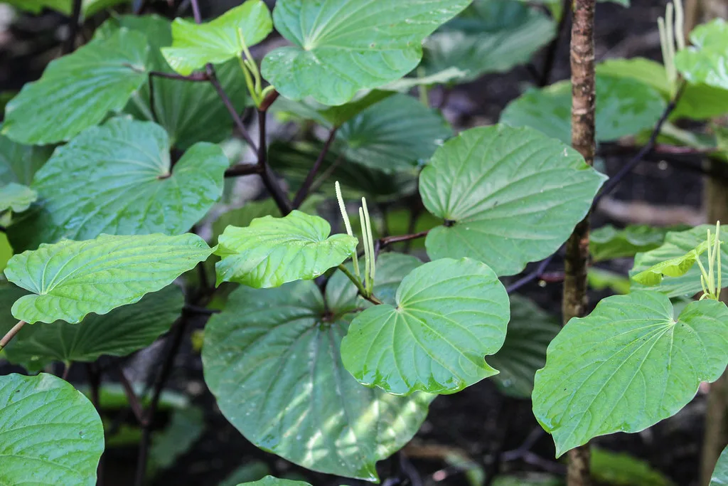kava high risk merchant account