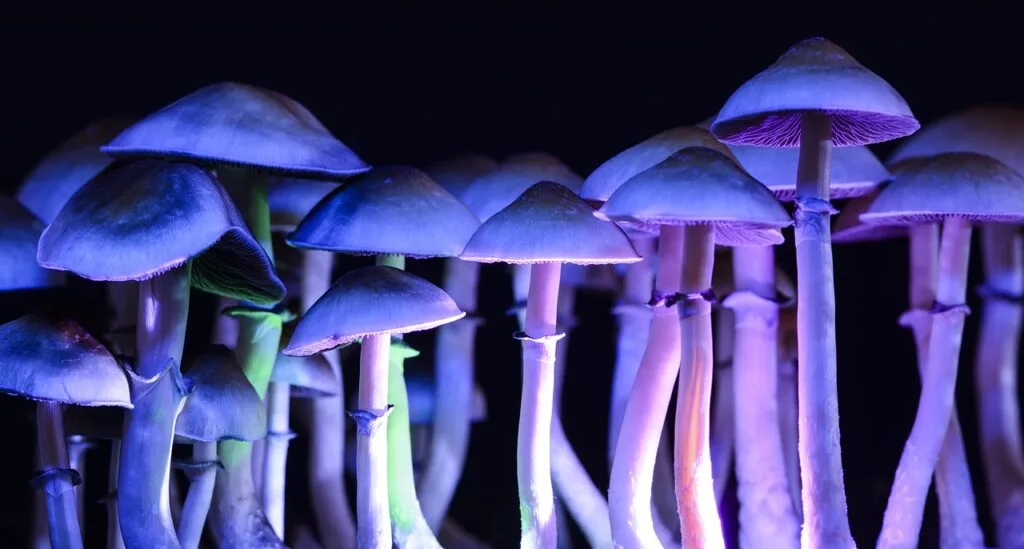 Legal Mushrooms Merchant Account