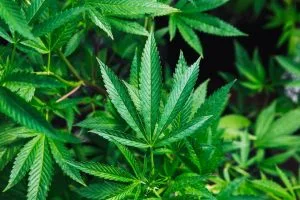 2018 Farm Bill Explained: Hemp Legalization and Business Impact