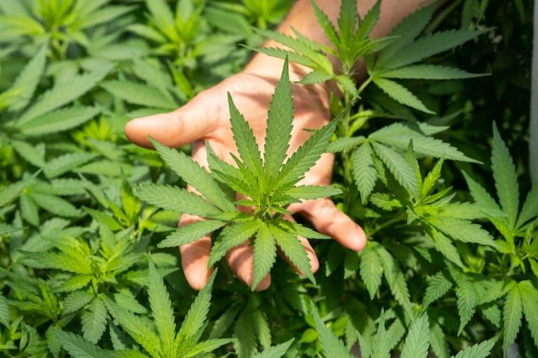 Hemp Farm Bill, CBD Merchant Accounts